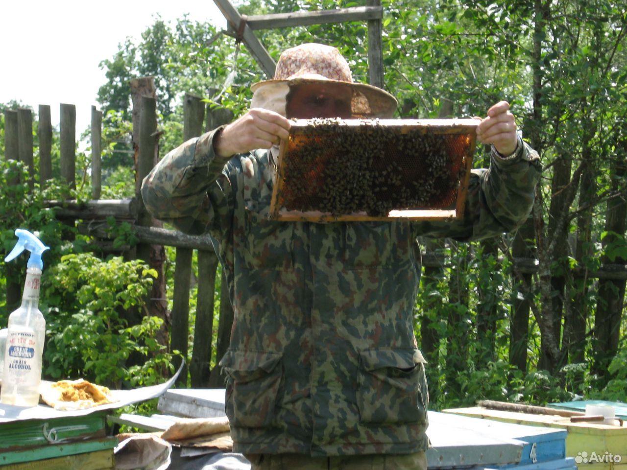 Семьи пчел на высадку купить на Зозу.ру - фотография № 1