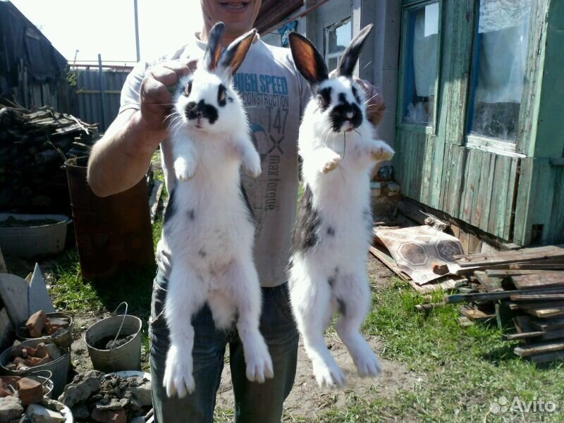 Кролики фландеры купить на Зозу.ру - фотография № 5
