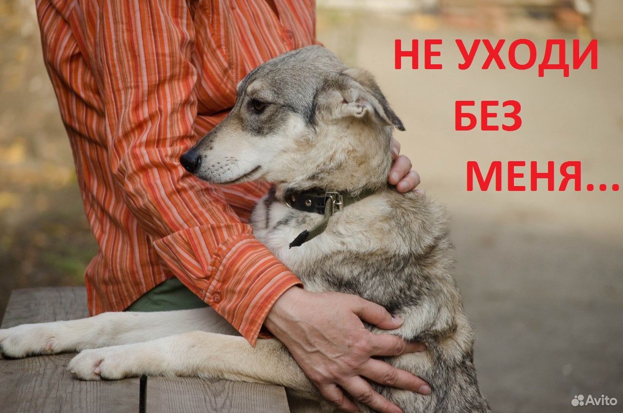Возьмите животное из приюта купить на Зозу.ру - фотография № 5