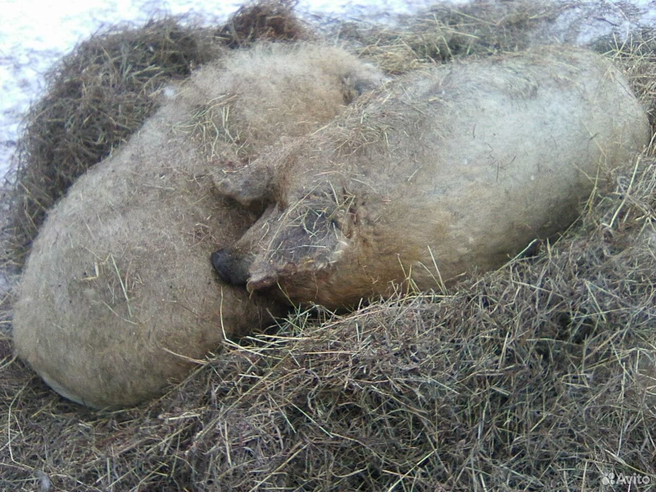 Венгерская мангалица, свинки купить на Зозу.ру - фотография № 1