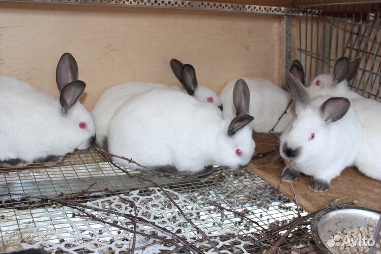 Купить кроликов в орле. Купить кроликов калифорнийцев в Кораблино Рязанская область.