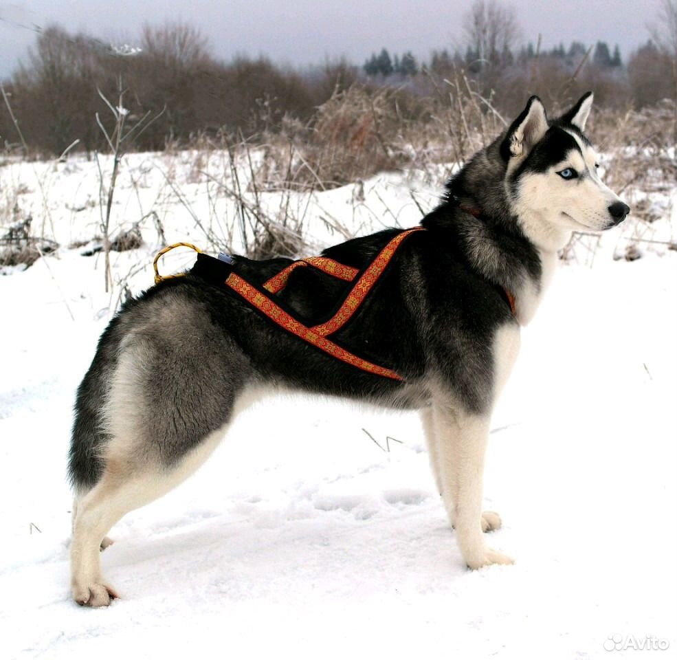 Шлейка ferplast ergocomfort. Ездовая шлейка. Упряжь для собак для ездовых. Ездовая шлейка zero. Шлейка каскад премиум для собак каскад.