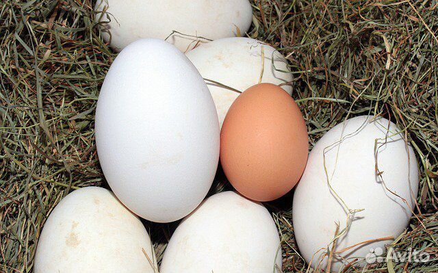 Гусинные яйца на инкубацию купить на Зозу.ру - фотография № 1