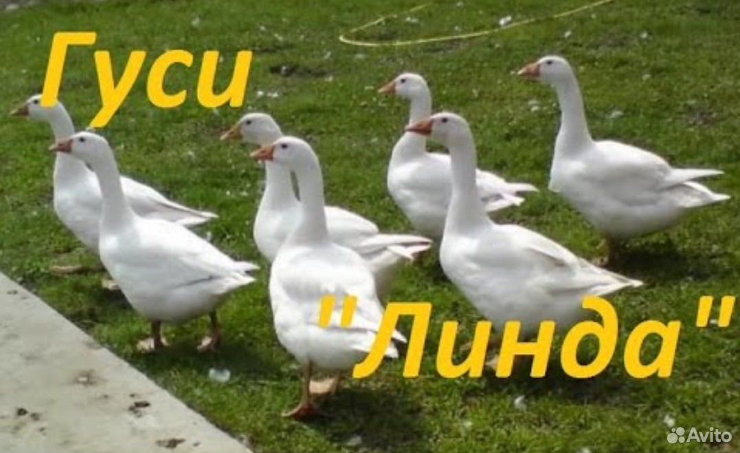 Гуси (линда) оптом, Утки, вся птица купить на Зозу.ру - фотография № 1