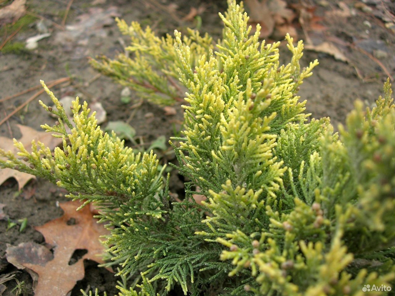 Можжевельник казацкий. Можжевельник казацкий Tamariscifolia. Juniperus Sabina Tamariscifolia. Можжевельник казацкий тамариксолистный. Можжевельник казацкий 