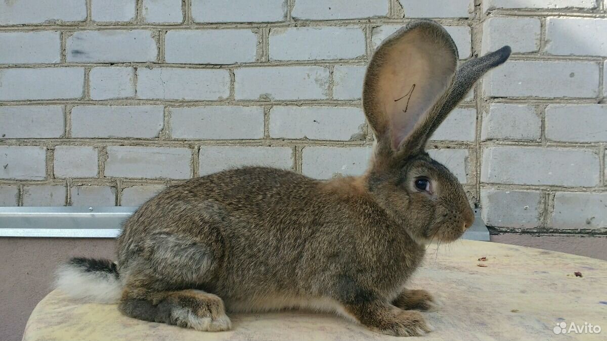 Кролик бельгийский великан ризен фландер обер купить на Зозу.ру - фотография № 5