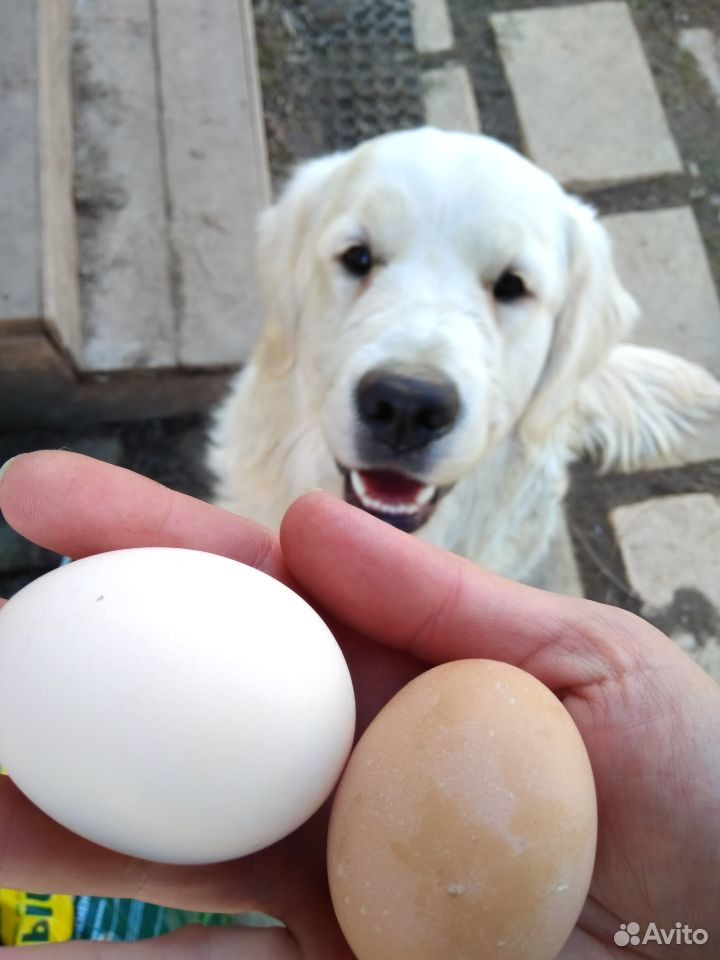 Домашние куриное яйцо,инкубационное яйцо,цыплята купить на Зозу.ру - фотография № 5