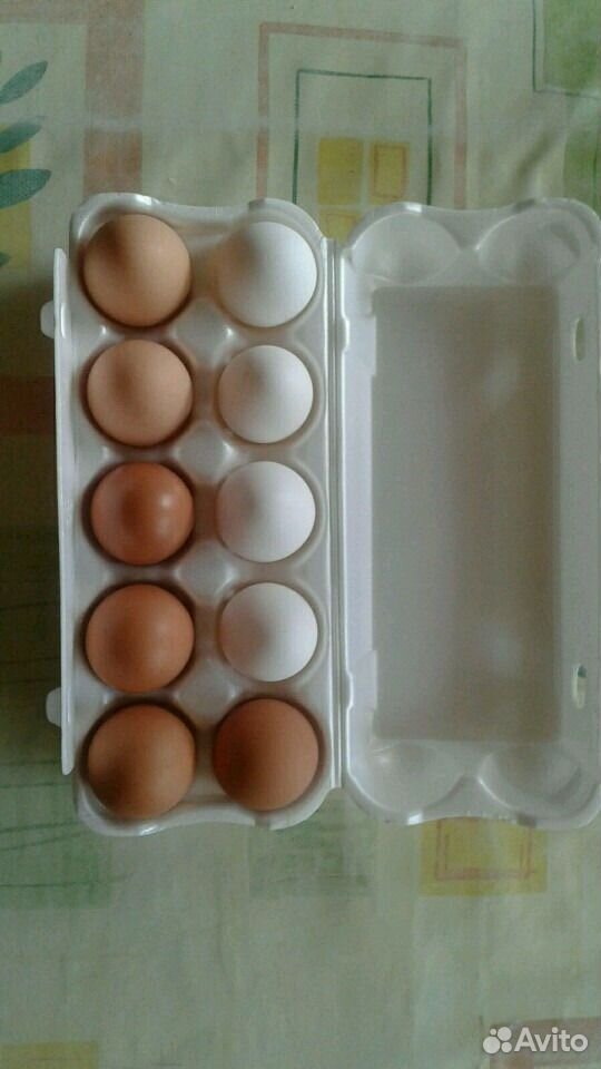Домашние куриные яйца купить на Зозу.ру - фотография № 1