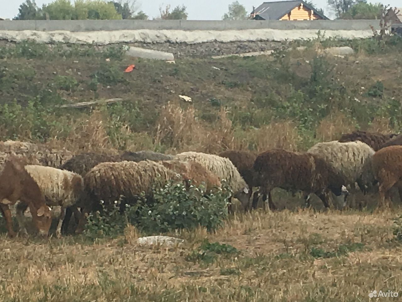 Продам овец, баранина, домашняя купить на Зозу.ру - фотография № 2