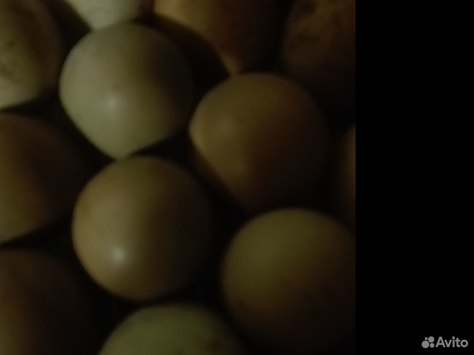 Фазан Яйцо инкубационное фазан купить на Зозу.ру - фотография № 3