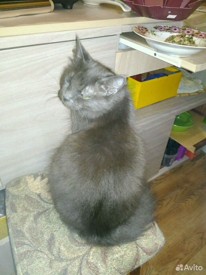 Кошка ищет кота купить на Зозу.ру - фотография № 4