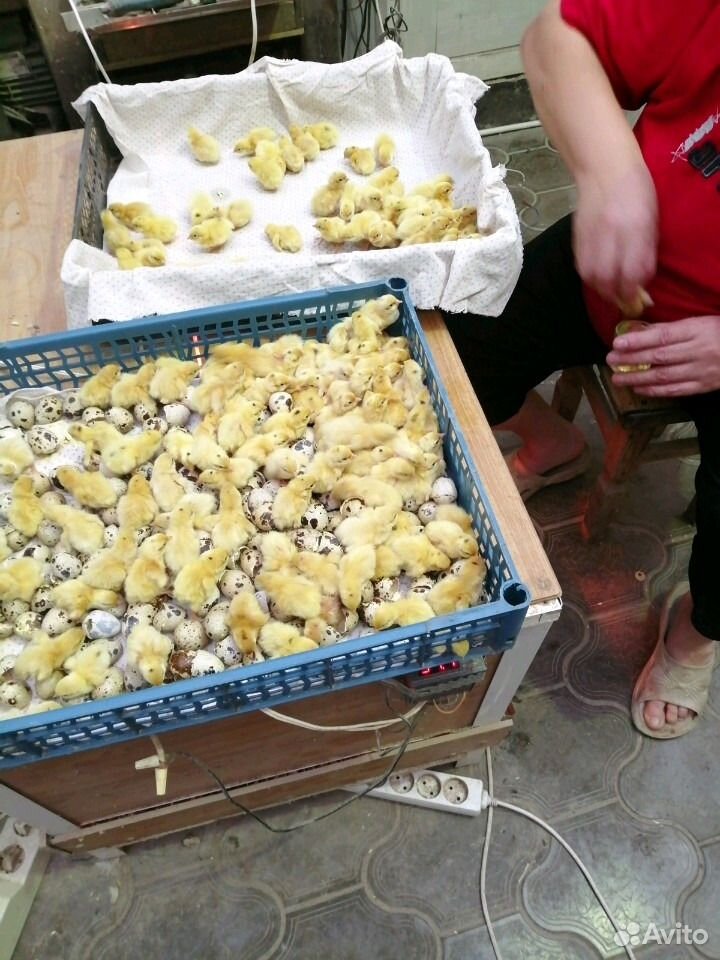 Инкубатор новый на 900 куриных яиц купить на Зозу.ру - фотография № 8