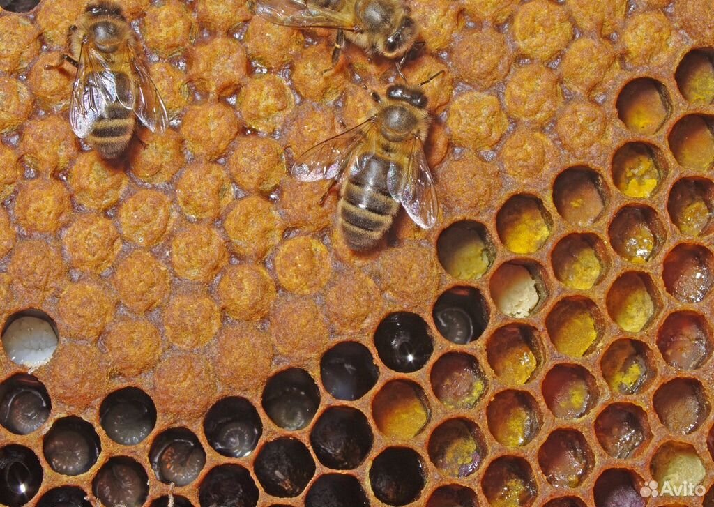 Пчёлы семьи, пчелы пакеты купить на Зозу.ру - фотография № 1