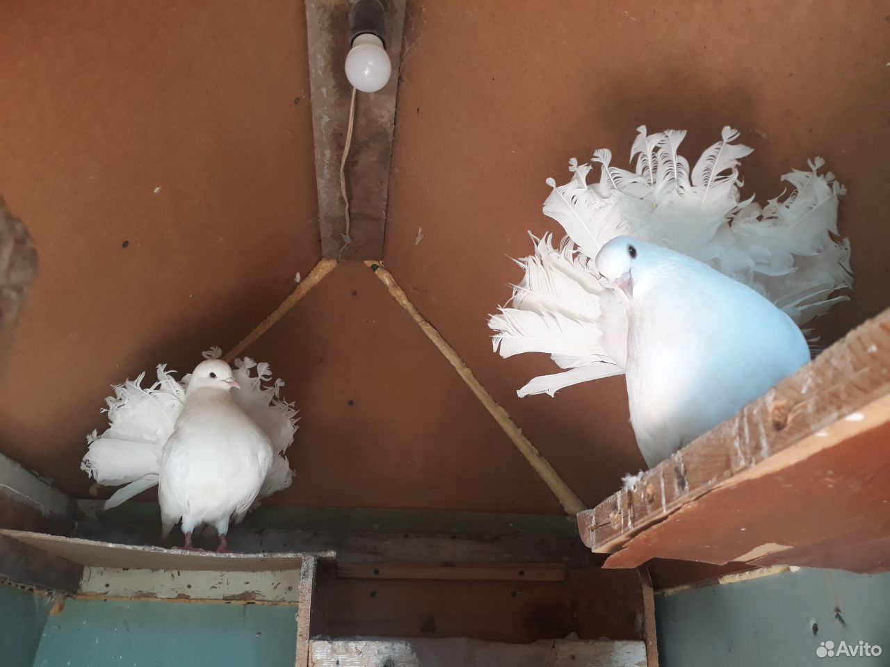 Голуби павлины, павлиньи голуби купить на Зозу.ру - фотография № 1