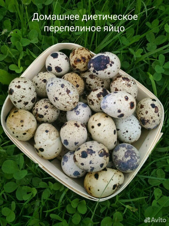 Яйца перепелиные домашние диетические купить на Зозу.ру - фотография № 1