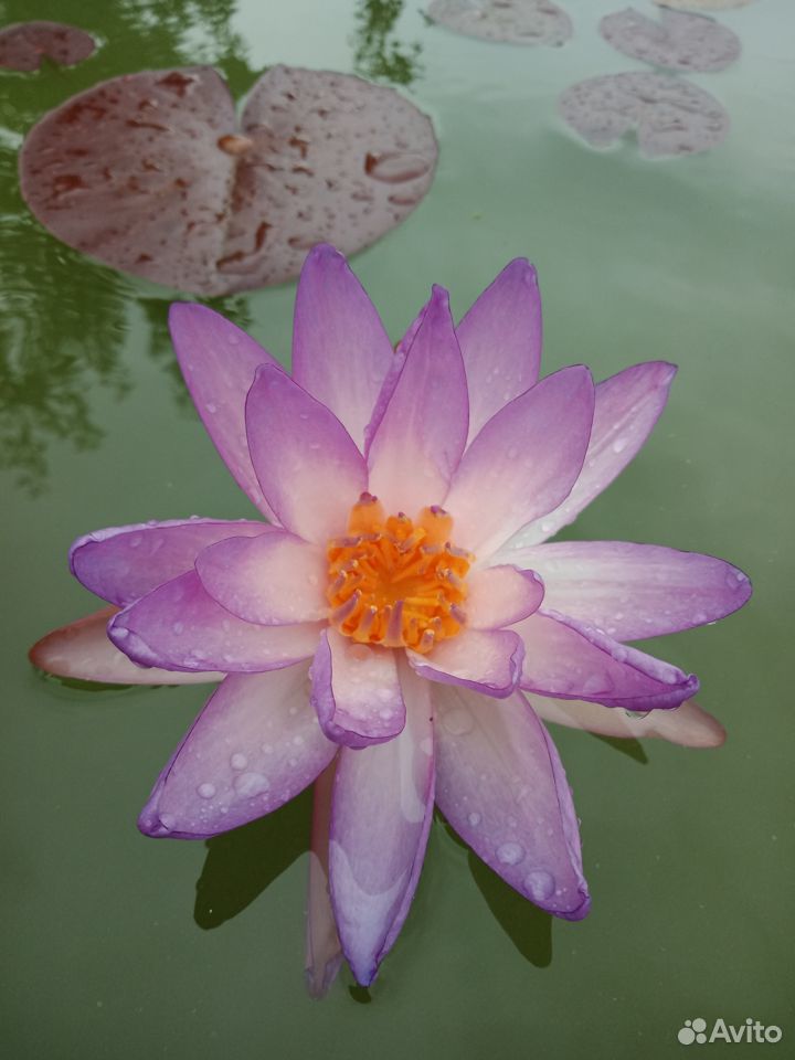 Лилии в пруд (нимфеи, кувшинки) купить на Зозу.ру - фотография № 6