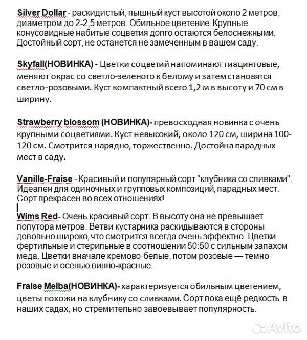 Гортензии метельчатые(20 сортов) многолетники купить на Зозу.ру - фотография № 9
