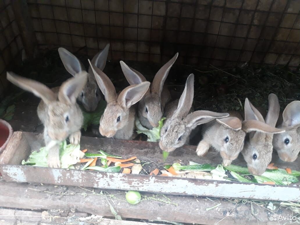 Крольчата мясных пород купить на Зозу.ру - фотография № 2