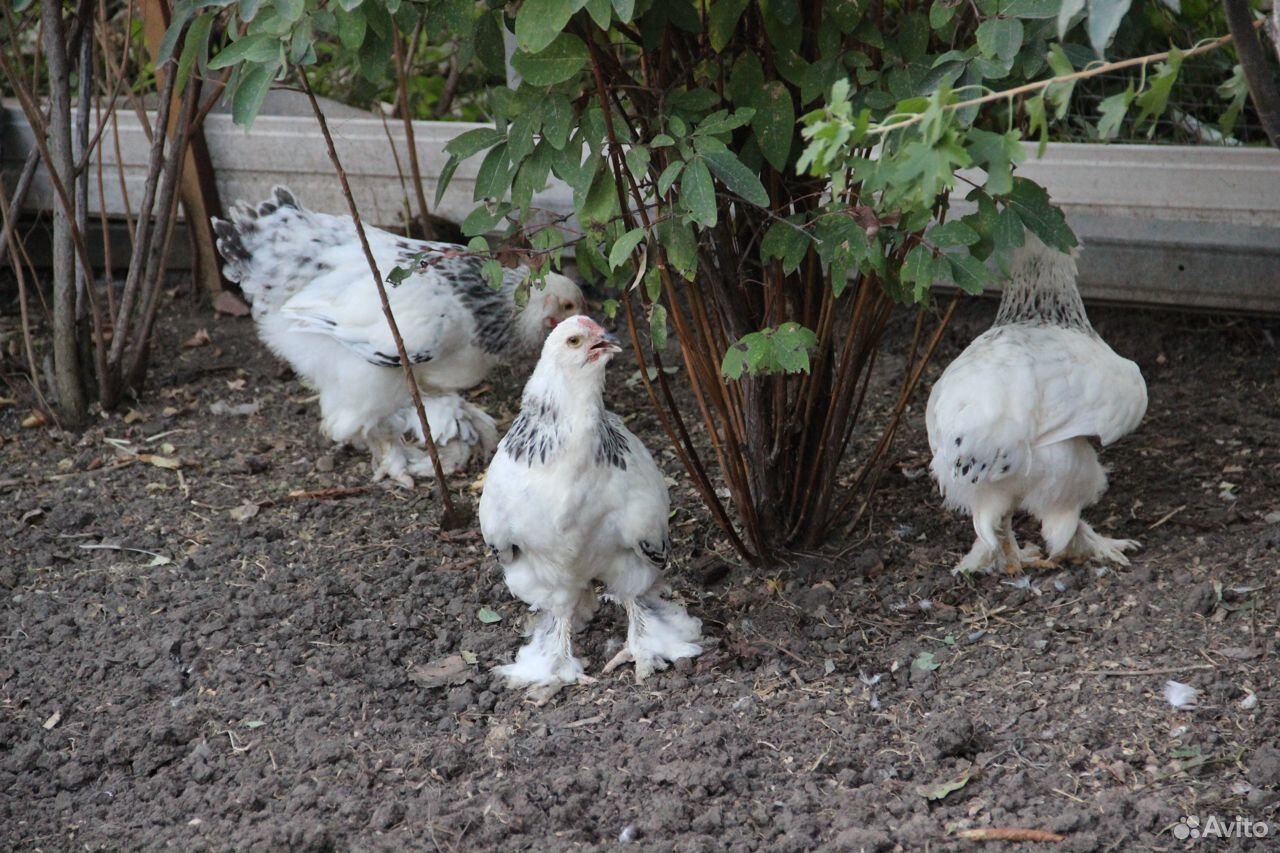 Цыплята породы фавероль красивые И продуктивные купить на Зозу.ру - фотография № 8
