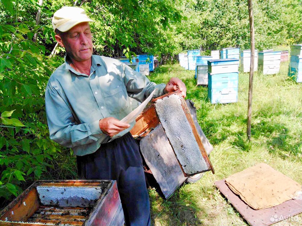 Алтайский мёд (качка 2020) с личной пасеки купить на Зозу.ру - фотография № 1