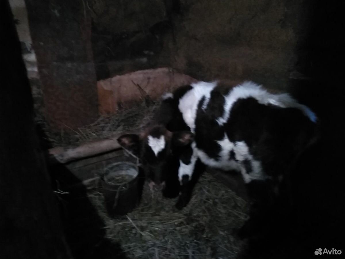 Продается корова двух годовалая и тёлочек год и дв купить на Зозу.ру - фотография № 5