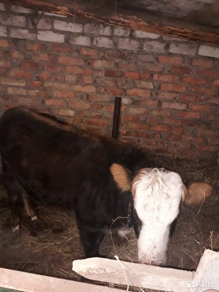 Коровы бычок купить на Зозу.ру - фотография № 2