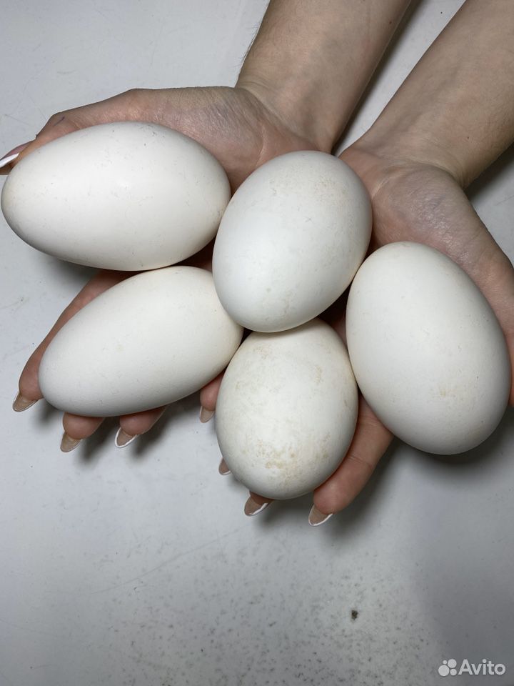 Инкубационные яйца гуси Линда купить на Зозу.ру - фотография № 2