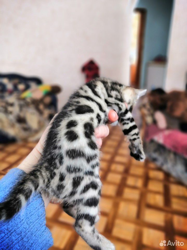 Бенгальский котята купить на Зозу.ру - фотография № 2