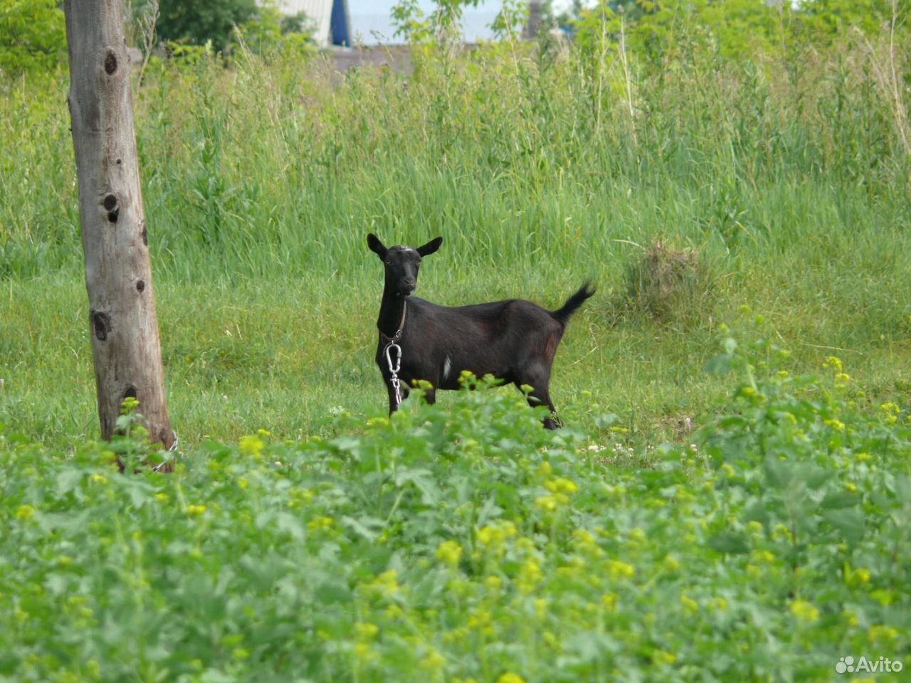 Чехо-альпийская коза купить на Зозу.ру - фотография № 1