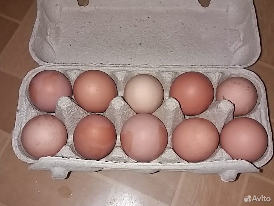 Яйца кур купить на Зозу.ру - фотография № 1