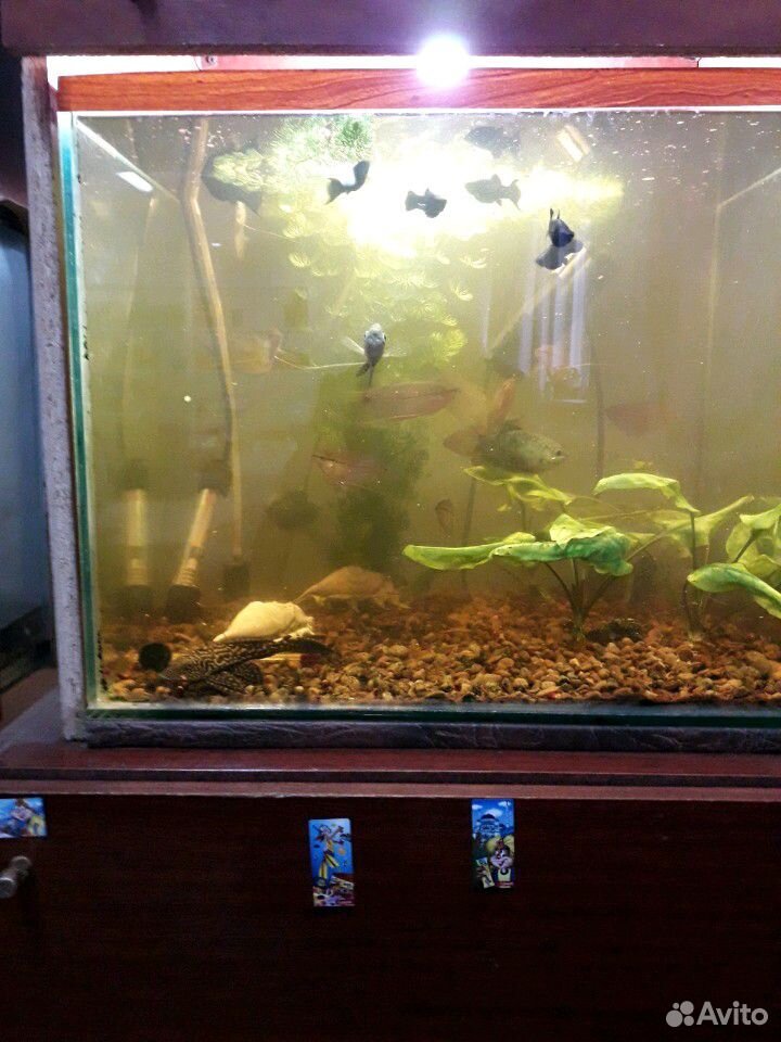 Аквариумные рыбки с аквариумом купить на Зозу.ру - фотография № 2
