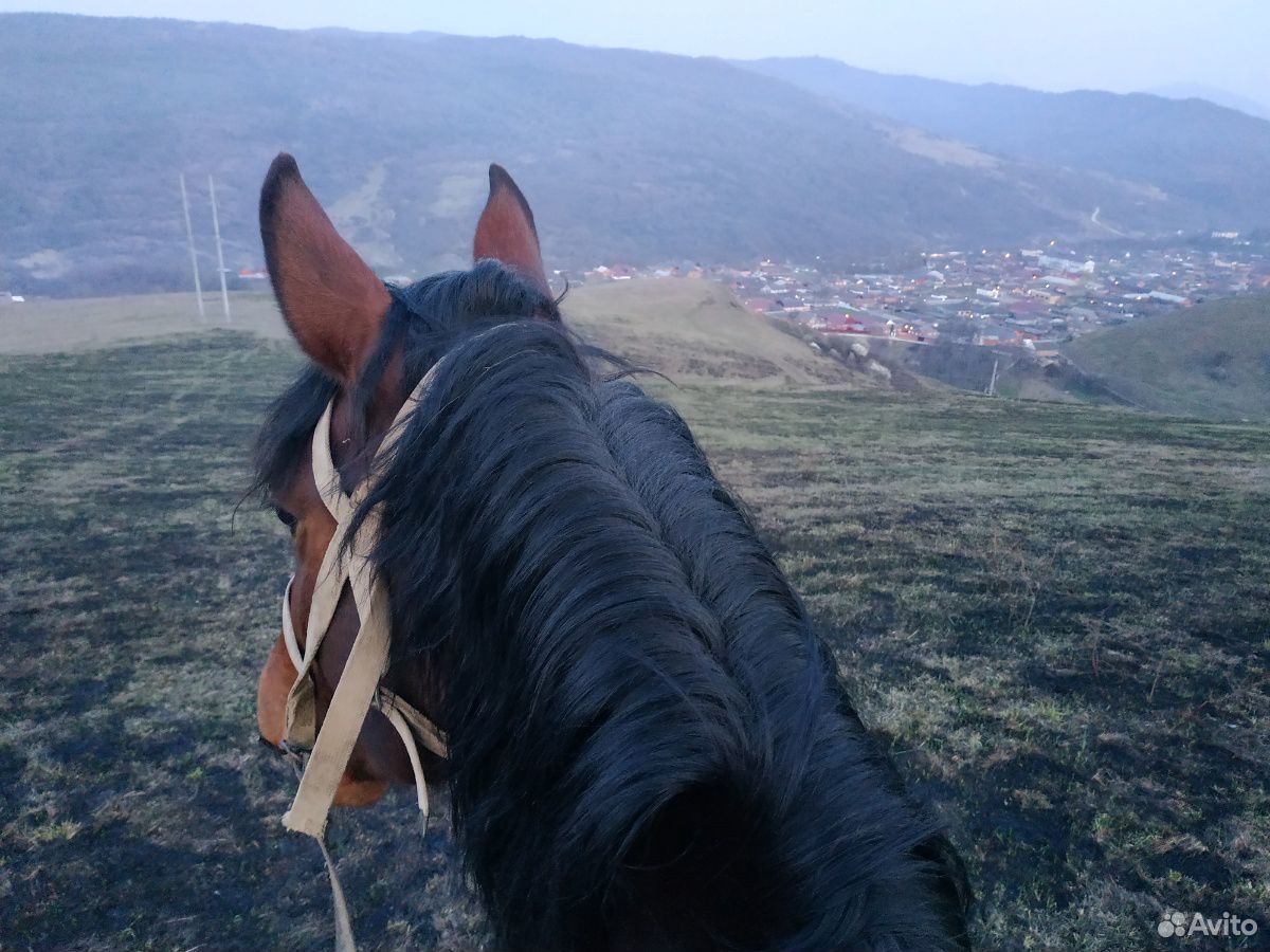 Продаю лошадь (1айхар) купить на Зозу.ру - фотография № 2