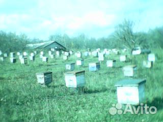 Продажа пчел купить на Зозу.ру - фотография № 4