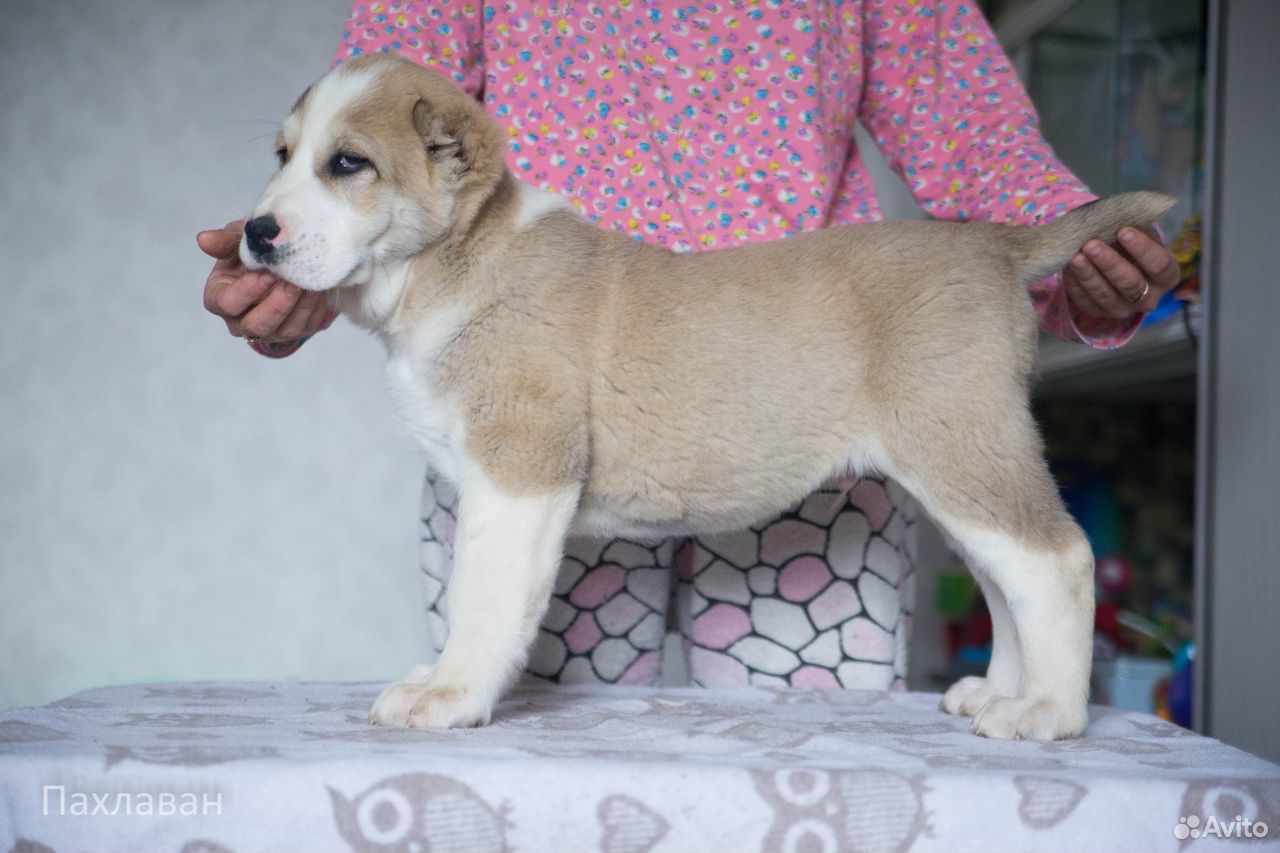 Купить среднеазиатские щенки. Алтайская порода собак.