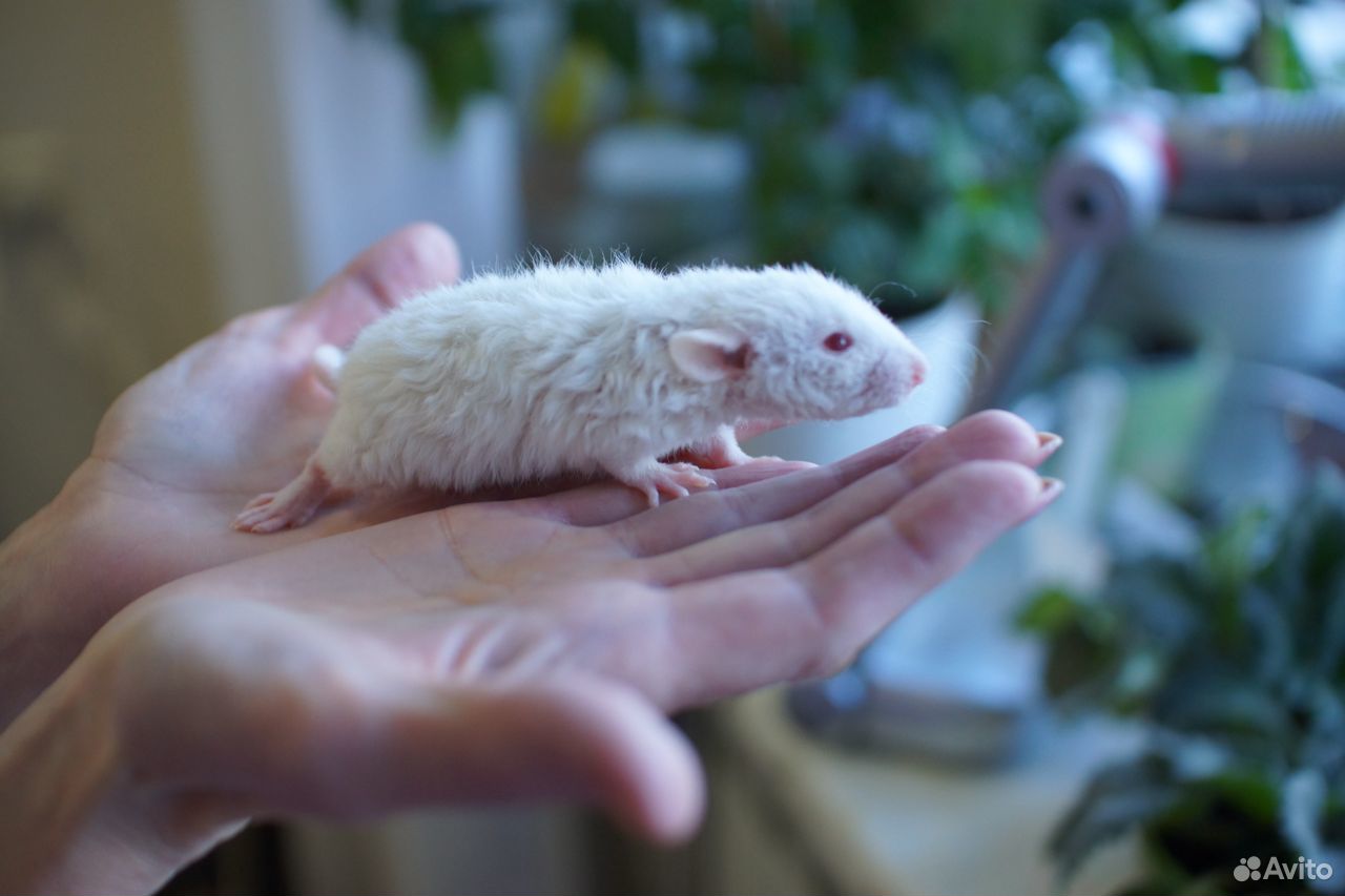 Крысы Дамбо Рекс, крысята купить на Зозу.ру - фотография № 2