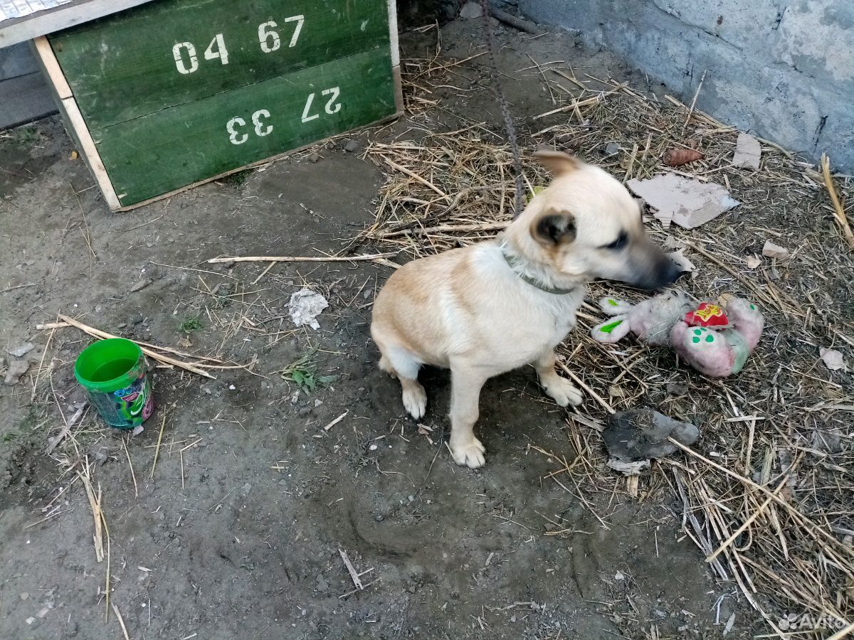 Пёс купить на Зозу.ру - фотография № 1