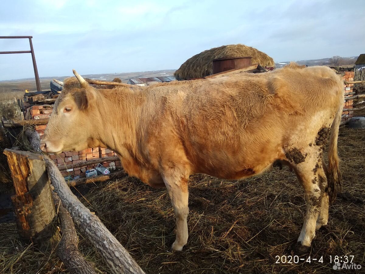 Продаются тёлки, корова с теленком купить на Зозу.ру - фотография № 3