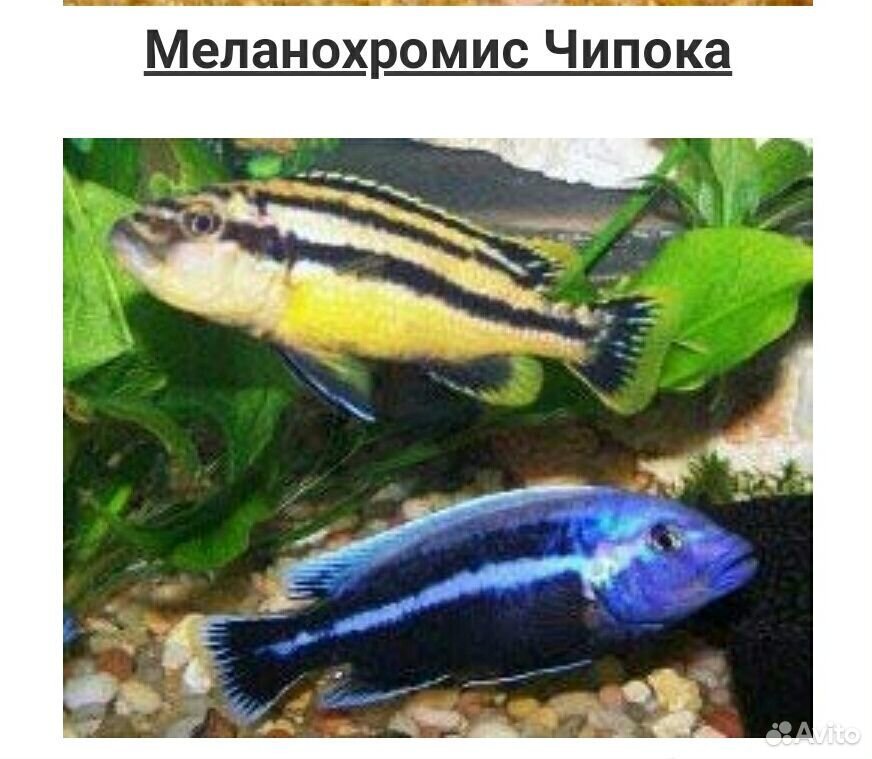 Рыбки аквариумные Цихлиды купить на Зозу.ру - фотография № 7