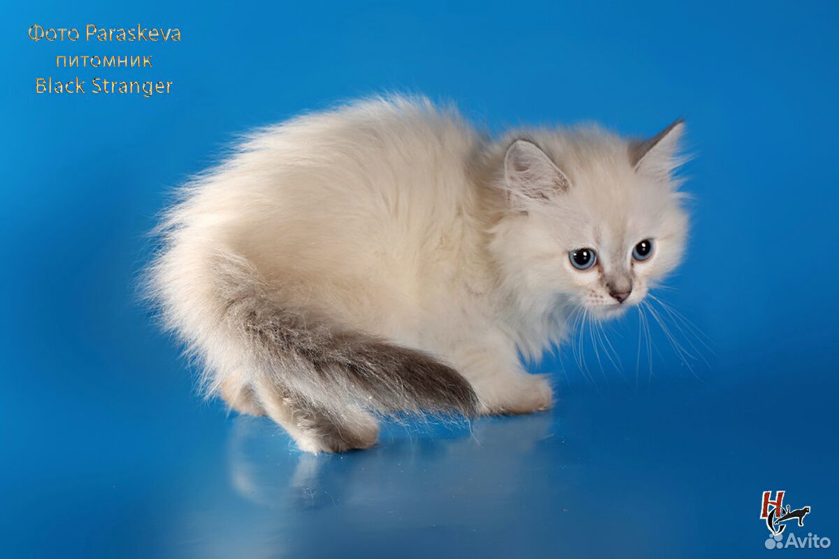Сибирские котятки с документами купить на Зозу.ру - фотография № 5