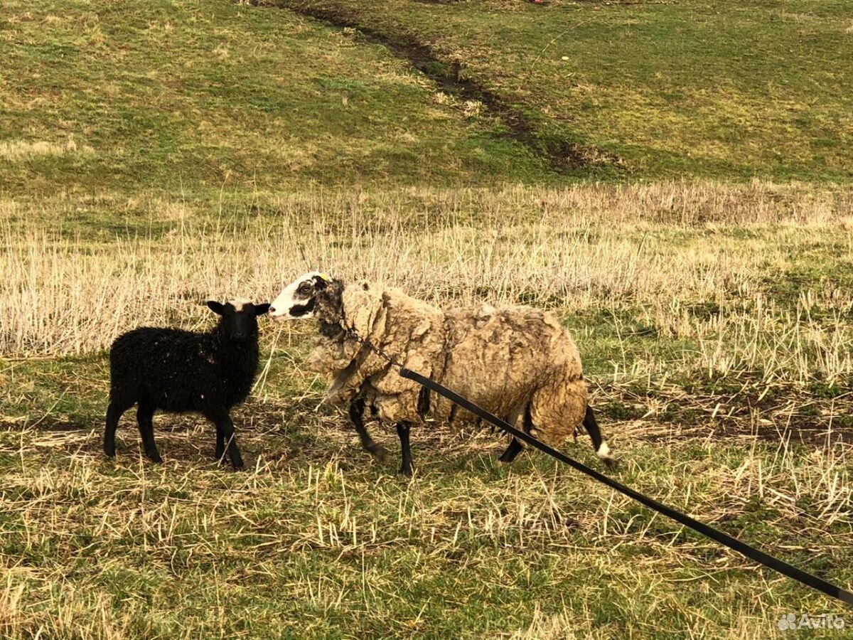 Овцы и ягненок купить на Зозу.ру - фотография № 3