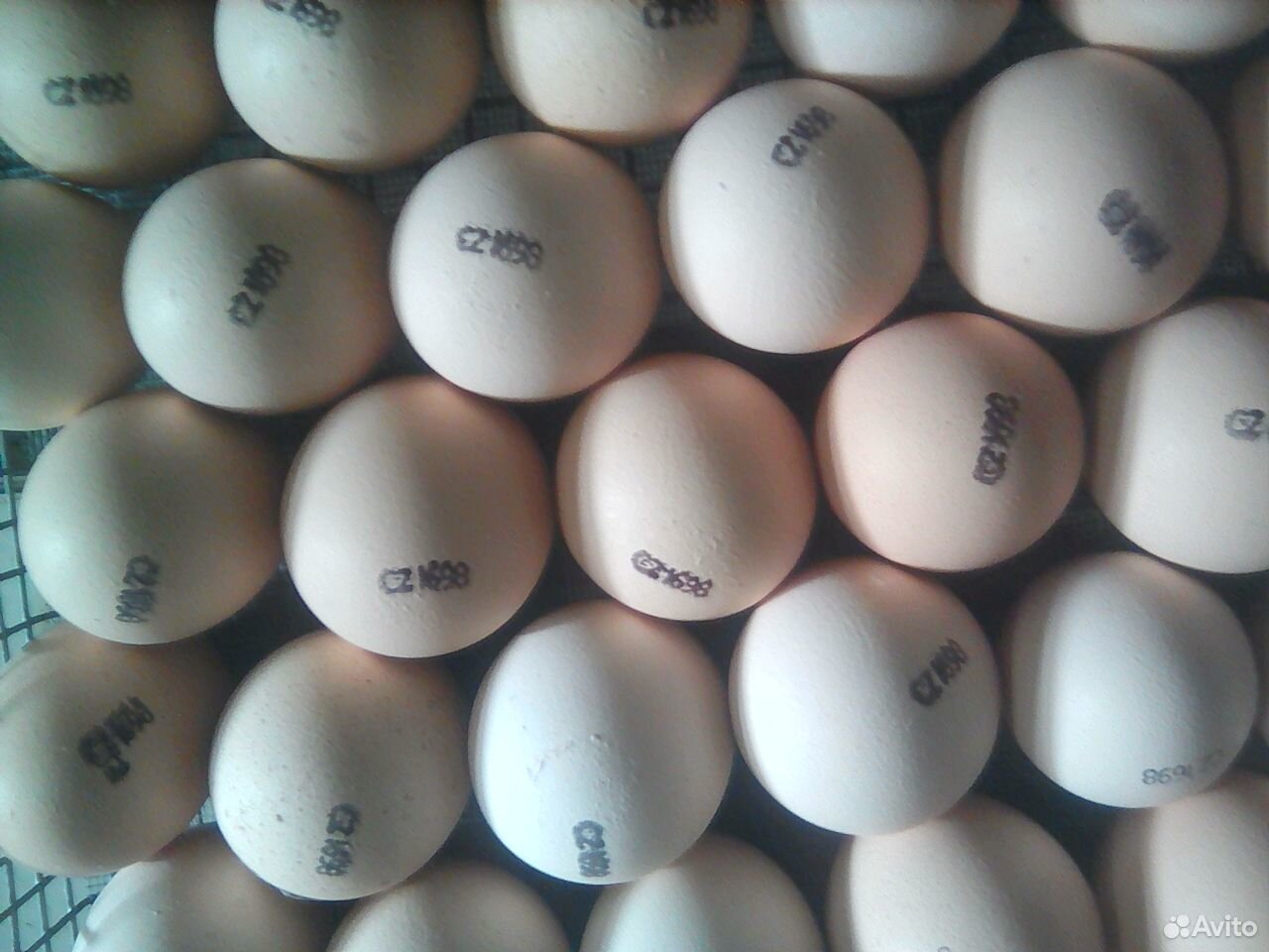 Инкубационное яйцо, цыплята, утята, гусята купить на Зозу.ру - фотография № 1
