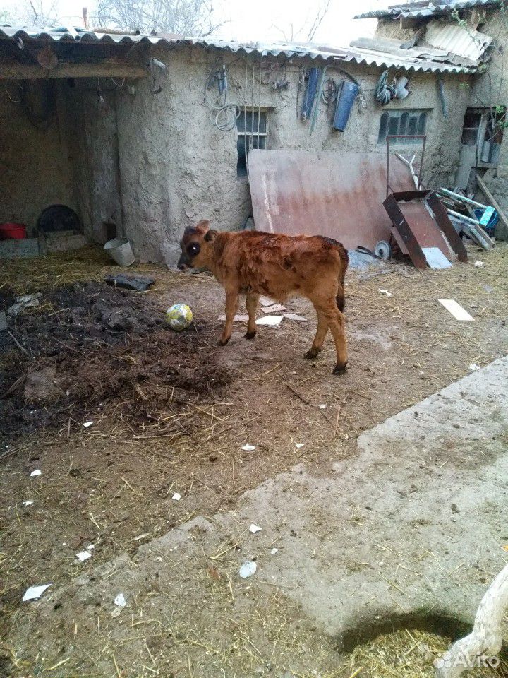 Корова, теленок и телка купить на Зозу.ру - фотография № 3