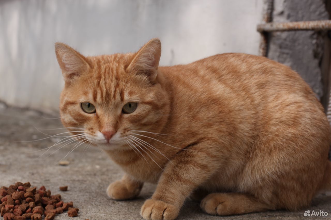 Молодой рыжий котик купить на Зозу.ру - фотография № 2