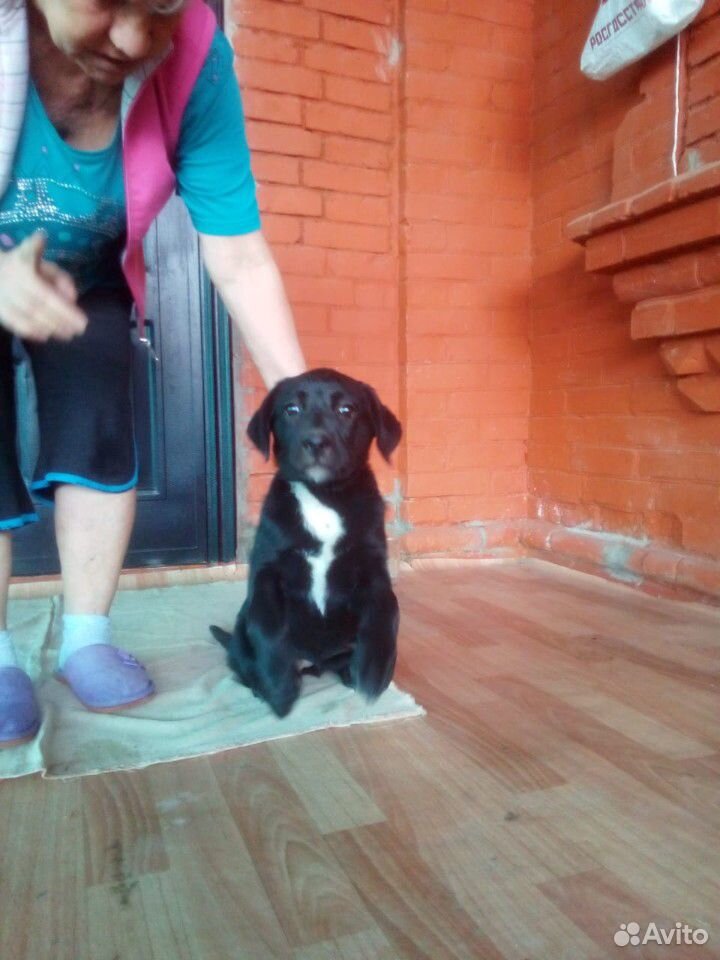 Лабрадор щенок девочка купить на Зозу.ру - фотография № 1