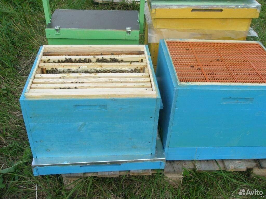 Пчелосемьи,пчелопакеты,улья, пчелы,пчеломатки купить на Зозу.ру - фотография № 1