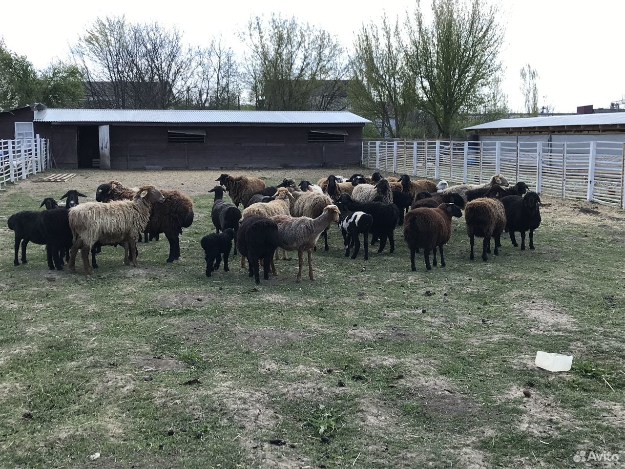 Овцы и бараны эдельбаевская курдючная купить на Зозу.ру - фотография № 2