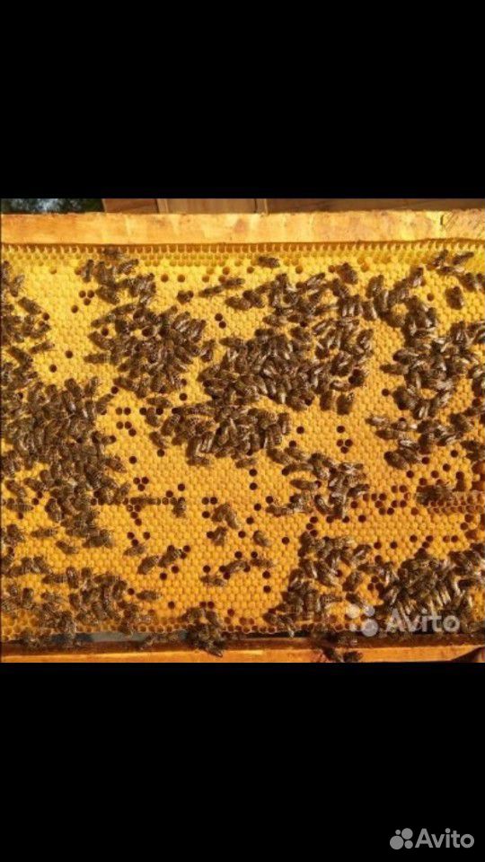 Продажа пчел в конце апреля цена договорна купить на Зозу.ру - фотография № 1
