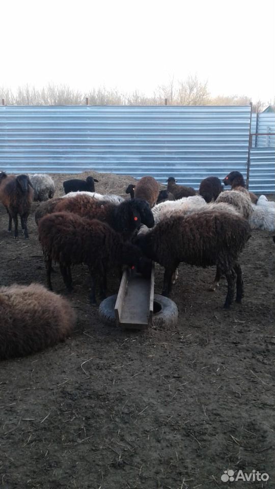 Продам овец, баранов, ягнят купить на Зозу.ру - фотография № 3