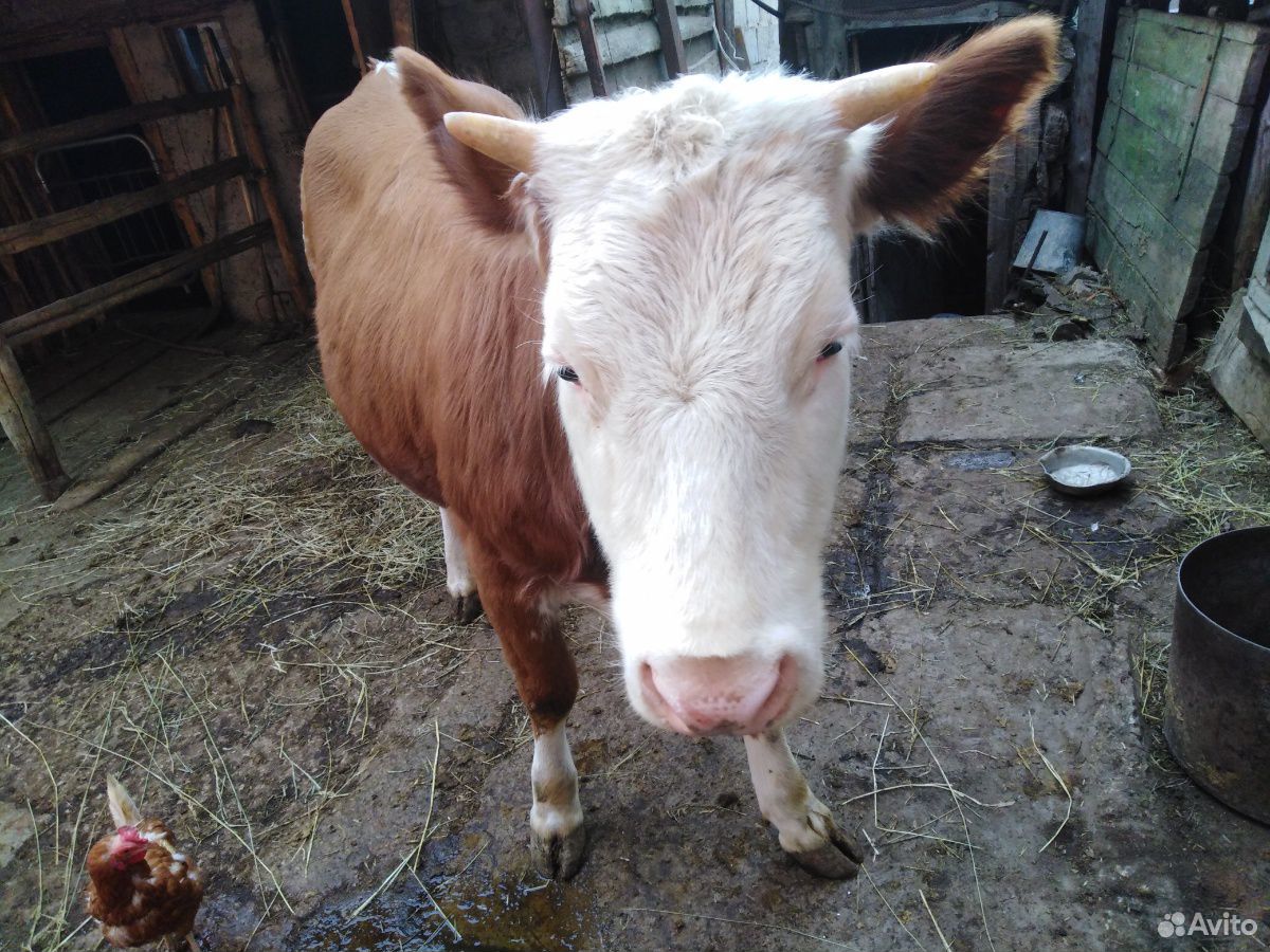 Продам телку от высокоудойной коровы 1,2 года купить на Зозу.ру - фотография № 1