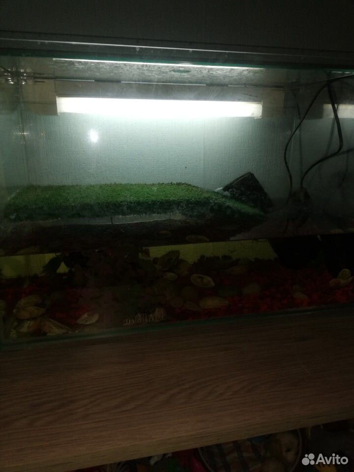 Черепаха с аквариумом купить на Зозу.ру - фотография № 2